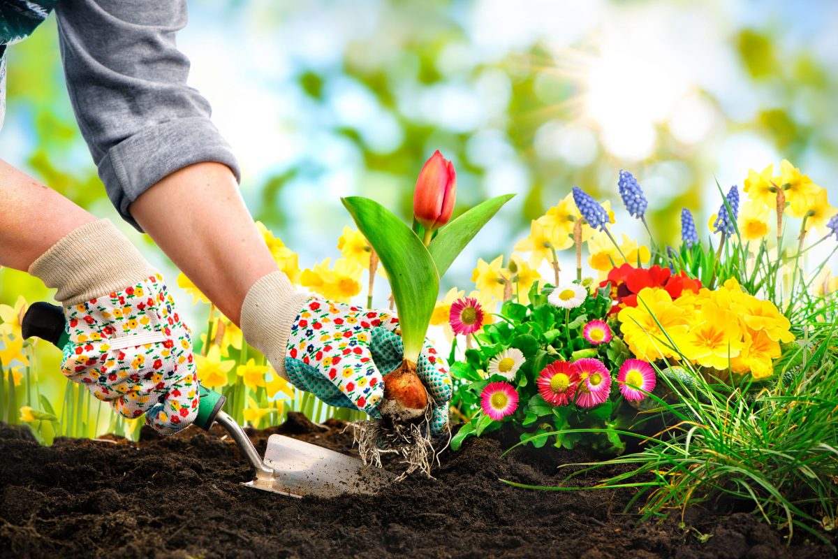 Garden Plants Интернет Магазин Растений Отзывы